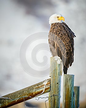 Bald Eagle standing on a fence, Grand Teton