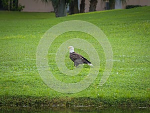 Bald Eagle Standing on Grass Looking for Prey