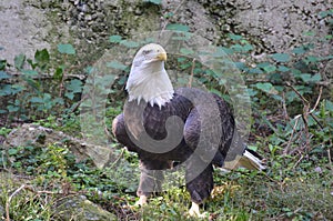 Bald Eagle Standing on the Ground