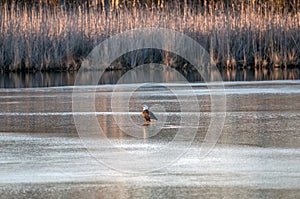 Bald Eagle Standing on the ice of a frozen lake in the sun during Winter