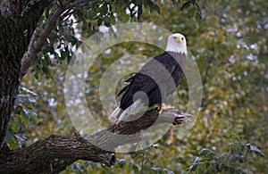 Bald eagle standing on tree limb on the James River in Virginia