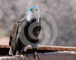 A Bald Eagle Stares Directly at the Camera