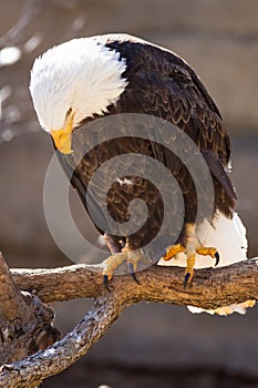 Bald eagle staring down on fish photo