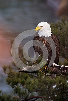Bald Eagle at Starved Rock State Park photo