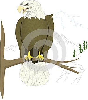 bald eagle stay nature bird vector illustration transparent background