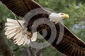 Bald Eagle with a stick