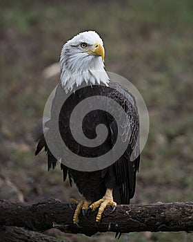 Bald Eagle Stock Photos. Bald Eagle perched blur background. Picture. Portrait. Image. Freedom symbol. American Bird