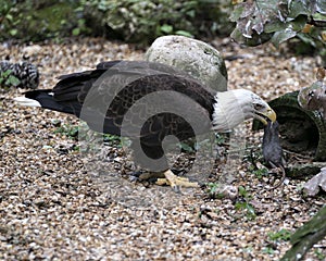 Bald Eagle Stock Photos.  Image. Portrait. Picture. Eating its prey. Rock and foliage background.