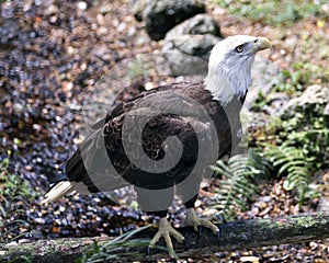 Bald Eagle Stock Photos.  Image. Portrait. Picture. Perched on a log. Bokeh background. Side view.