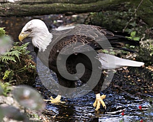 Bald Eagle Stock Photos.  Image. Portrait. Picture. In the water. Side view.