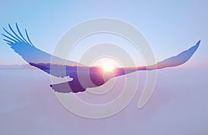 Bald eagle on sunset sky background.