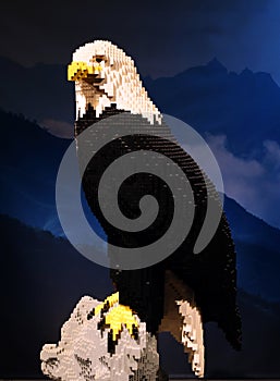 Bald eagle at the super powers of animals