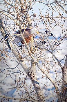 Bald Eagle Surrounded by Magpies in Canadian Rockies