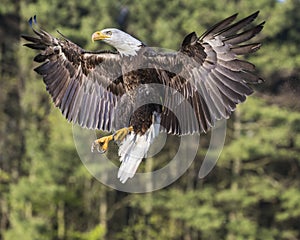 Bald Eagle suspended n in mid air