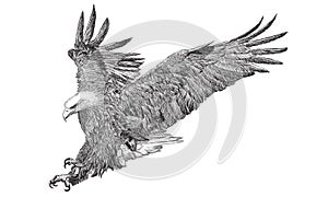 Bald eagle swoop attack hand draw doodle sketch black line on white background animal wildlife vector