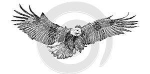 Bald eagle swoop attack hand draw doodle sketch monochrome on white background vector