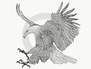 Bald eagle swoop attack hand draw monochrome on white background.