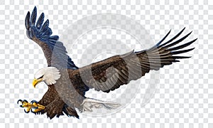 Bald eagle swoop attack hand draw and paint color on checkered background vector