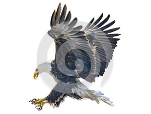 Bald eagle swoop attack hand draw and paint color on white background