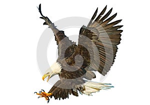 Bald eagle swoop attack hand draw and paint color on white background vector.