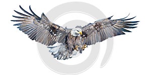 Bald eagle swoop attack hand draw and paint on white background.