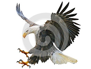 Bald eagle swoop attack hand draw and paint on white background.