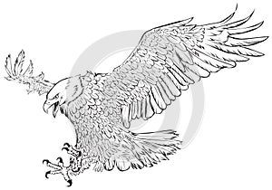 Bald eagle swoop hand draw monochrome on white background vector