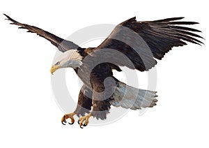 Bald eagle swoop hand drawing hand draw on white background