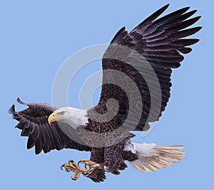 Bald eagle swoop landing attack hand draw and paint on blue background