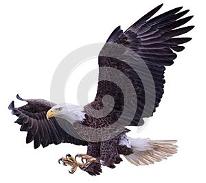 Bald eagle swoop landing attack hand draw and paint on white background