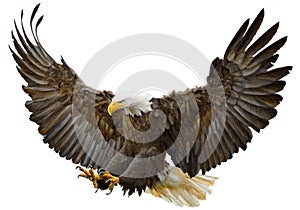 Bald eagle swoop landing vector.