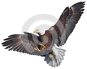 Bald eagle swoop vector.