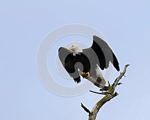 Bald eagle take off