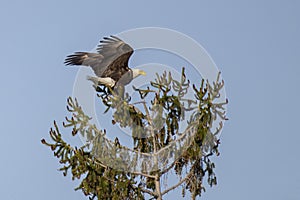 Bald Eagle Takeoff from Spruce Tree