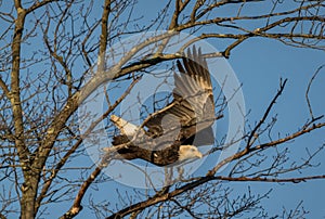 Bald Eagle takeoff from tree blue sky background