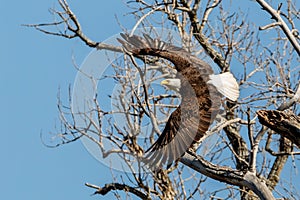 Bald eagle taking flight