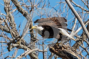 Bald eagle taking flight