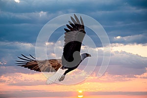 Bald Eagle taking flight