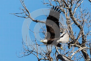 Bald eagle taking flight