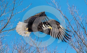 Bald eagle taking flight in spring