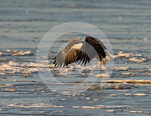 Bald eagle taking flight photo