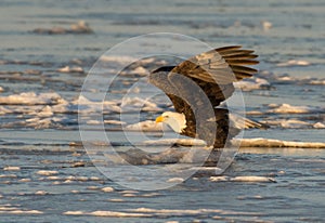 Bald eagle taking flight photo