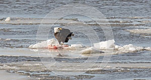 Bald eagle taking flight photo