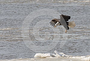 Bald eagle taking flight photo