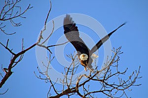 Bald Eagle taking Flight