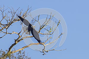 Bald Eagle Taking Flight