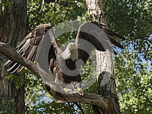Bald eagle taking flight from tree branch Colorado
