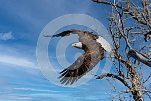 Bald Eagle taking off from tree