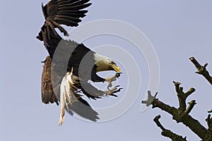 Bald Eagle With Talons photo