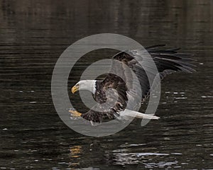 Bald Eagle with talons outstretched